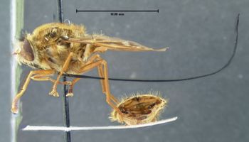 Media type: image;   Entomology 35327 Aspect: habitus lateral view
